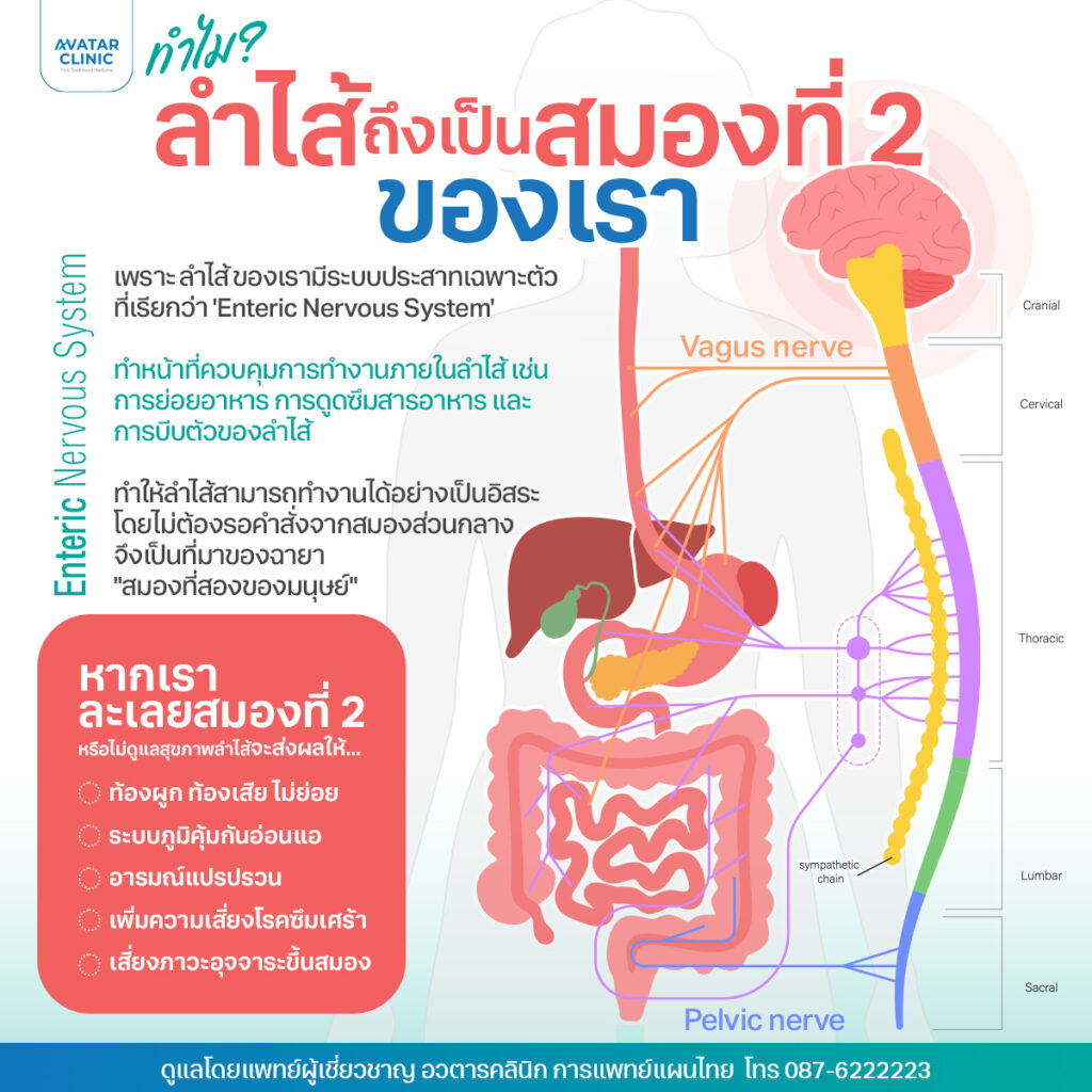 เพราะอะไรลำไส้ถึงถูกเรียกว่าเป็น สมองที่ 2 ของร่างกาย ?